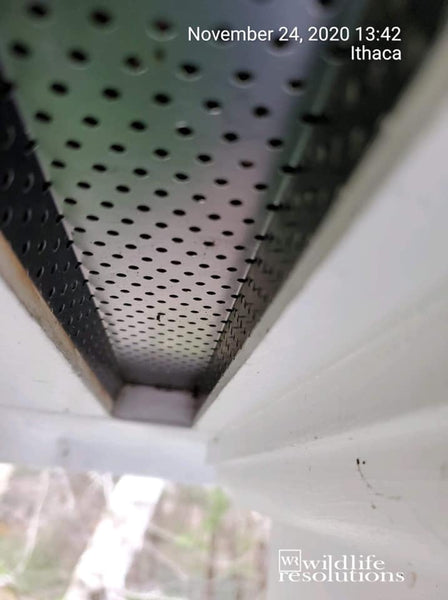 Soffit Strip Vent