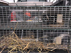 PEST-BLOK PBST100 Multi-Catch Skunk Trap